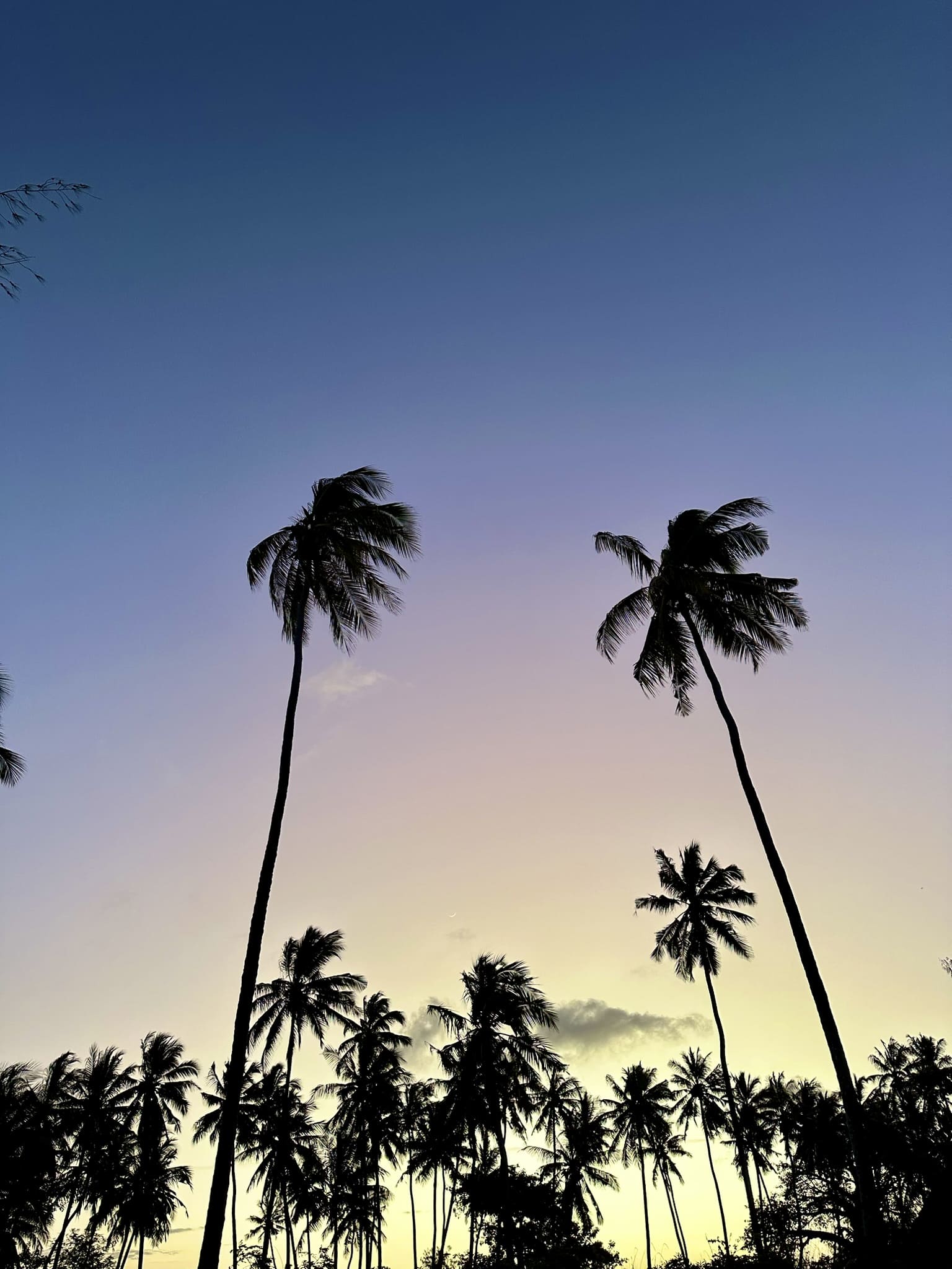 Palmiers sur Zanzibar